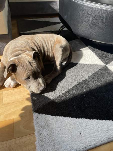 Annonce Chien  staffordshire bull terrier