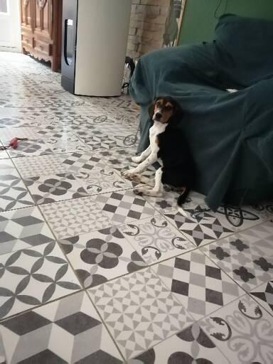 Chienne beagle de 4 mois