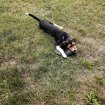 Annonce Chienne beagle de 4 mois