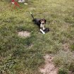 Chienne beagle de 4 mois occasion