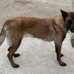 Chienne malinoise pas cher