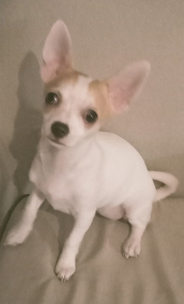Chihuahua . pas cher