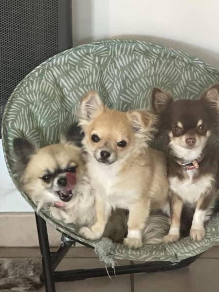 Chihuahua  5 mois