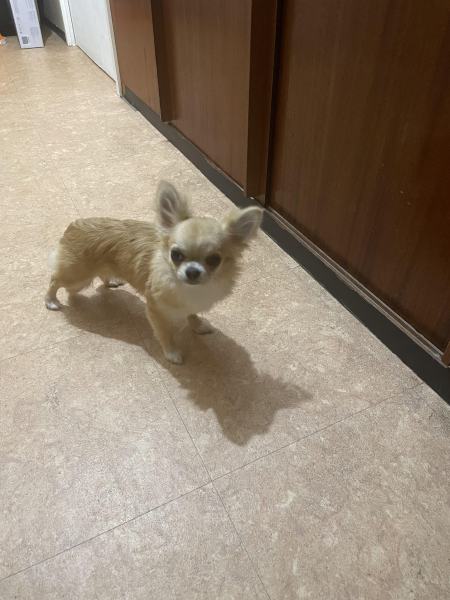 Chihuahua à poils long