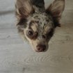 Chihuahua adorable