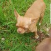 Chihuahua poil court pas cher
