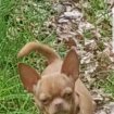 Annonce Chihuahua poil court