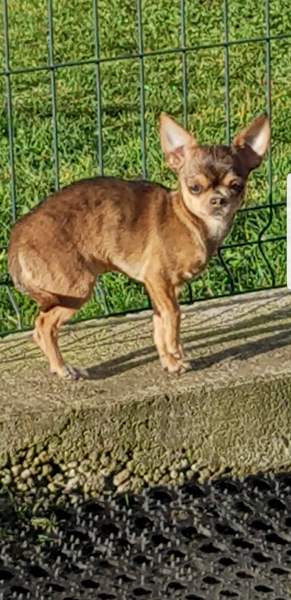 Annonce Chihuahua poil court