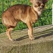Chihuahua poil court occasion