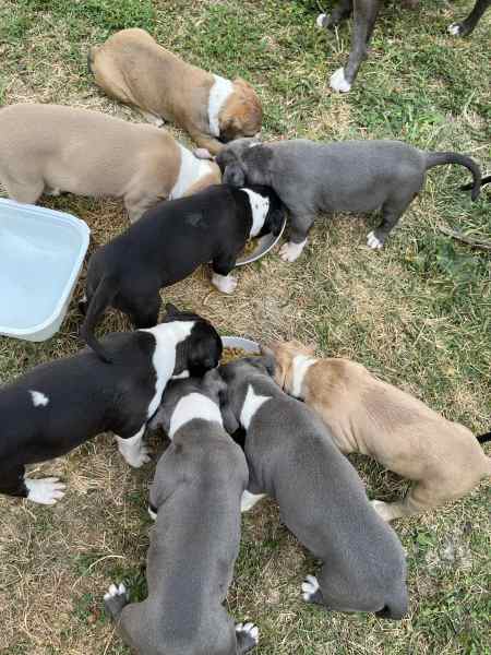 Chiot american staffordshire terrier pas cher