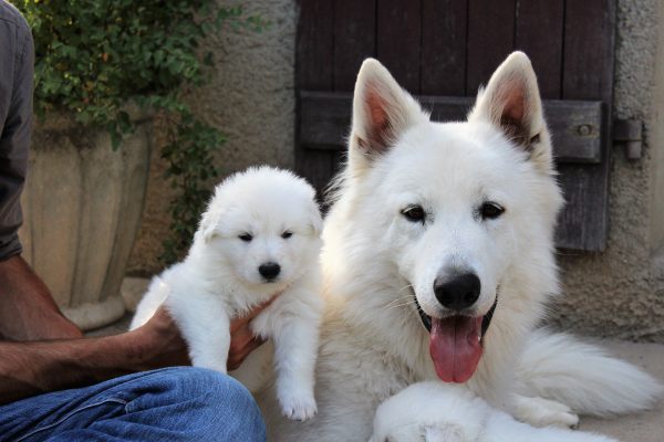 Chiot berger blanc suisse a r&eacute;server .