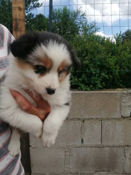 Chiot border collie