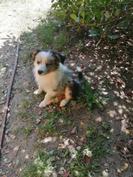 Vente Chiot border collie