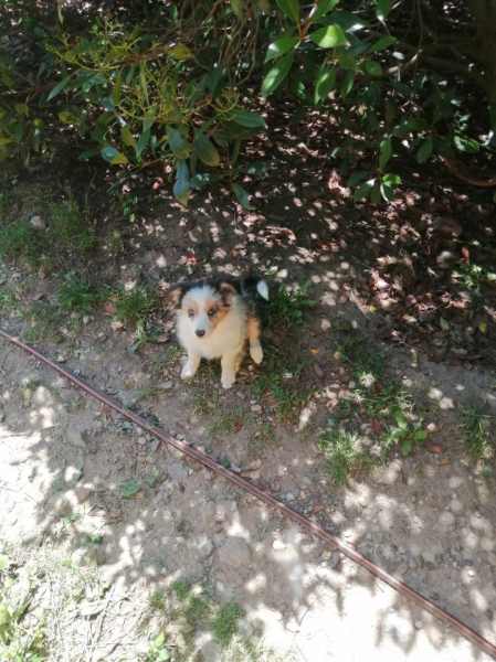 Chiot border collie pas cher