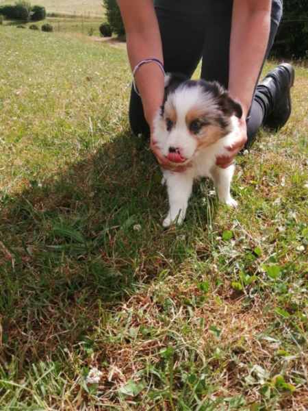 Annonce Chiot border collie