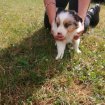 Chiot border collie occasion