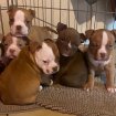 Vente Chiot bully