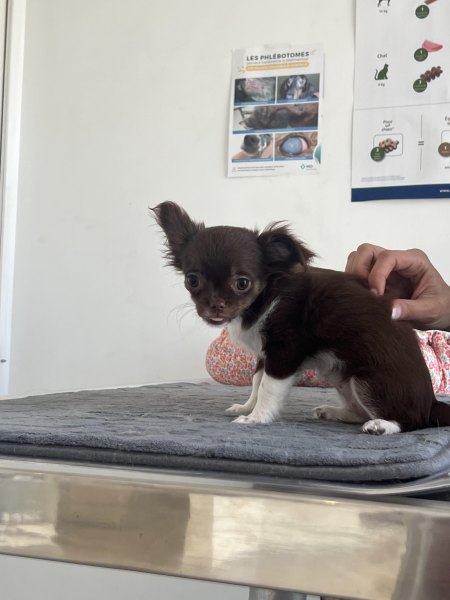 Chiot chihuahua femelle