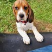 Chiot femelle beagle 3 mois le 8 aout pas cher