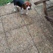Annonce Chiot femelle beagle 3 mois le 8 aout
