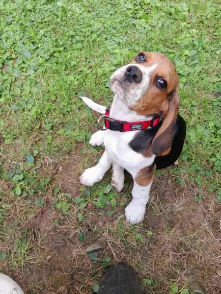 Annonce Chiot femelle beagle 3 mois le 8 aout