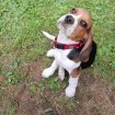 Chiot femelle beagle 3 mois le 8 aout occasion