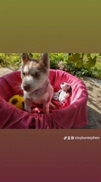 Annonce Chiot husky