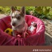 Chiot husky occasion
