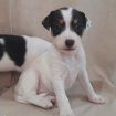 Chiot jack russell