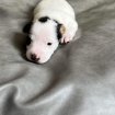 Annonce Chiot jack russel