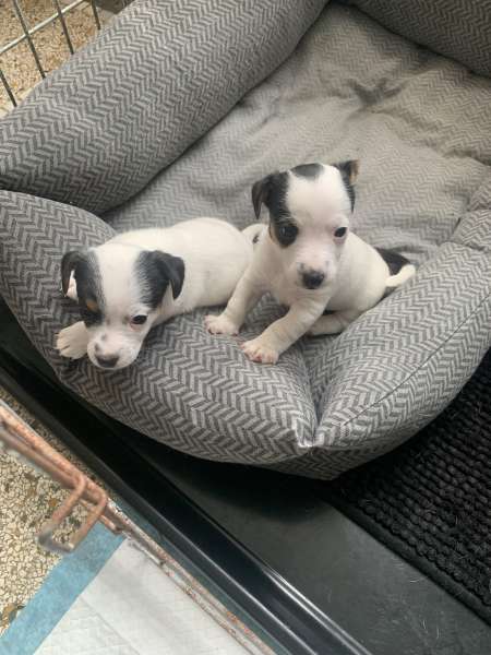 Annonce Chiot jack russel