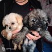 Annonce Chiot shih tzu