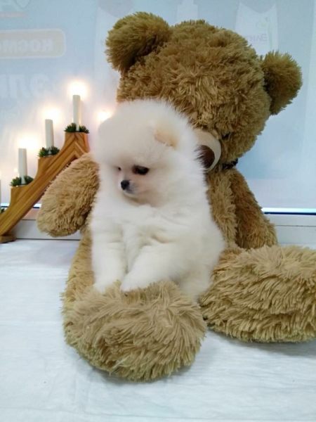 Chiot spitz nain blanc