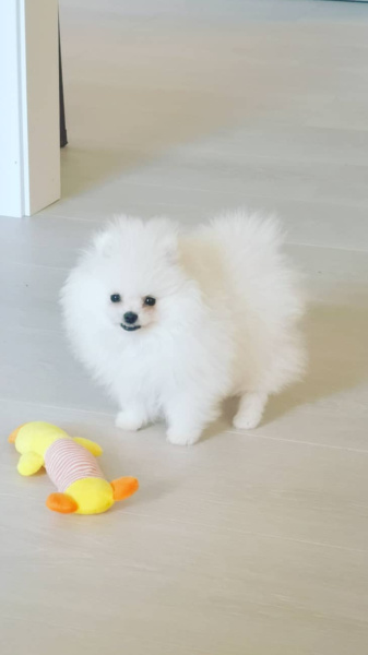 Chiot spitz nain blanc pas cher