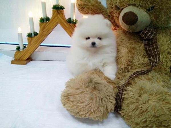 Chiot spitz nain blanc