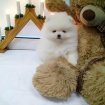 Chiot spitz nain blanc