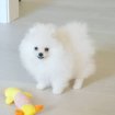 Chiot spitz nain blanc