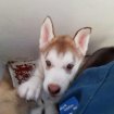 Annonce Chiot type husky