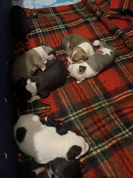 Annonce Chiots “américain staffordshire bull terrier”