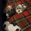Chiots “américain staffordshire bull terrier” occasion
