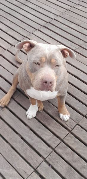 Chiots américaine bully