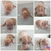 Annonce Chiots américaine bully