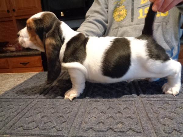 Chiots basset hound pour adoption