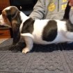Chiots basset hound pour adoption