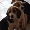 Chiots beagle pas cher