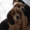 Annonce Chiots beagle