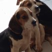 Chiots beagle occasion