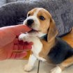 Chiots beagle l.o.f.