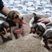 Vente Chiots  beagles