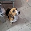 Annonce Chiots  beagles